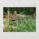 Recherche de chat tigré cartes postales Animal