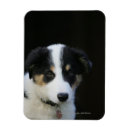 Recherche de border collie magnets Photographe canin