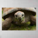 Recherche de espèce marine art Tortues