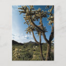 Recherche de amérique nord cartes postales Cactus