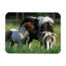 Recherche de jument magnets Plomb langrish