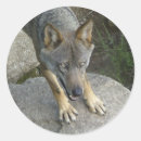 Recherche de canis autocollants Sauvage