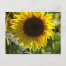 Recherche de isolé cartes postales Floral