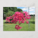 Recherche de bougainville cartes postales Rose
