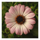 Recherche de osteospermum art Jardin