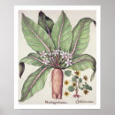 Recherche de mandragore posters Botanique