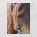 Recherche de cheval de baie cartes postales Poney