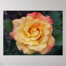 Recherche de beautiful pink rose posters Nature