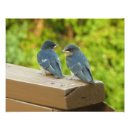 Recherche de hirundo posters Nature
