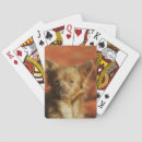 Recherche de headshot jeux de cartes Chihuahua