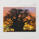 Recherche de tanzanie afrique cartes postales Coucher de soleil