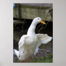 Recherche de canard blanc posters Nature