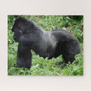 Recherche de gorille Patron