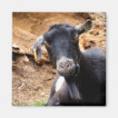 Recherche de chèque magnets Mignon