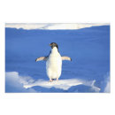 Recherche de pingouin mignon art Mer