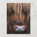 Recherche de scottish highland cartes postales Vache