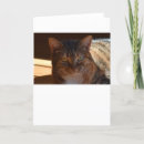 Recherche de yeux verts vœux cartes Chat