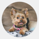 Recherche de yorkies autocollants Canine