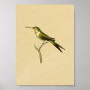 Recherche de colibri posters Ornithologie
