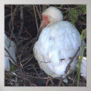 Recherche de ibis posters Photographie