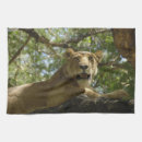 Recherche de chats sauvages cuisine linges Animaux