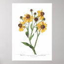 Recherche de helenium Fleur