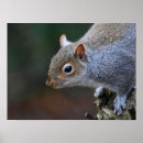 Recherche de écureuil gris posters Rongeur