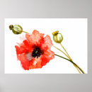 Recherche de pavots posters Rouge
