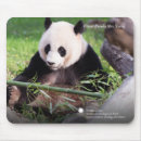 Recherche de panda géant tapis souris Zoo national
