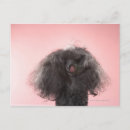 Recherche de veterinary posters Photography