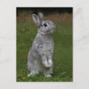 Recherche de lapin nain cartes postales Animaux domestiques