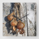 Recherche de oignons horloges Légumes