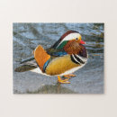 Recherche de canards de mandarine Pour tous