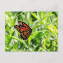 Recherche de papillon de monarque cartes postales Nature