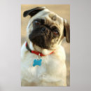 Recherche de pug Adorable