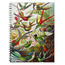 Recherche de kolibri Trochilidae kolibris