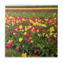Recherche de tulipes de ressort carreaux Rose
