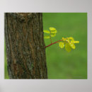 Recherche de pureté posters Nature