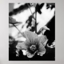 Recherche de blanche noire photographie Pour elle