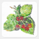 Recherche de mûre blackberry autocollants Violet