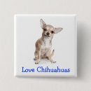 Recherche de chihuahua badges Chiot