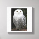 Recherche de hibou neigeux posters Animaux