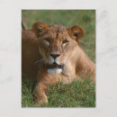 Recherche de regard de lion posters Partie du corps animal