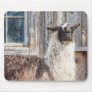 Recherche de lama tapis souris Sauvage