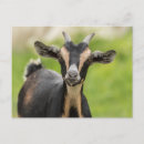 Recherche de chèvres mignonnes cartes postales Animal