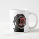 Recherche de labradors tasses Mignon