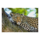 Recherche de taches léopard posters Animal sauvage