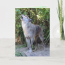 Recherche de loup anniversaire anniversaire cartes Animal