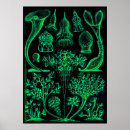 Recherche de haeckel posters Rétro