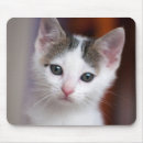 Recherche de chatons blancs tapis souris Photographie